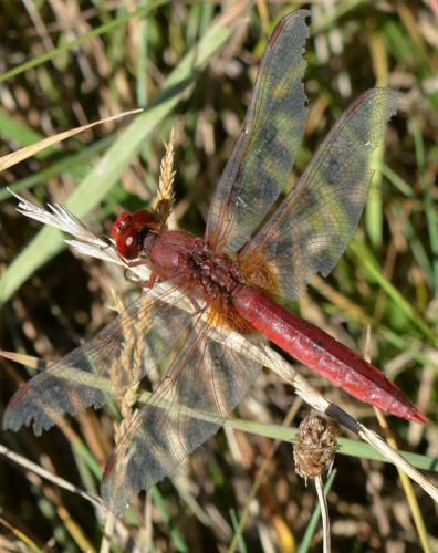 Crocothemis erythraea